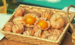 収穫されたオレンジチェリーは実が大きく、爽やかな甘い香りを放っている。