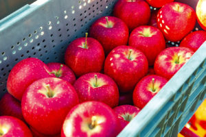 濃い赤になり、りんごの表面に天然のワックスが出るとすごくおいしくなる「シナノドルチェ」9 月下旬収穫